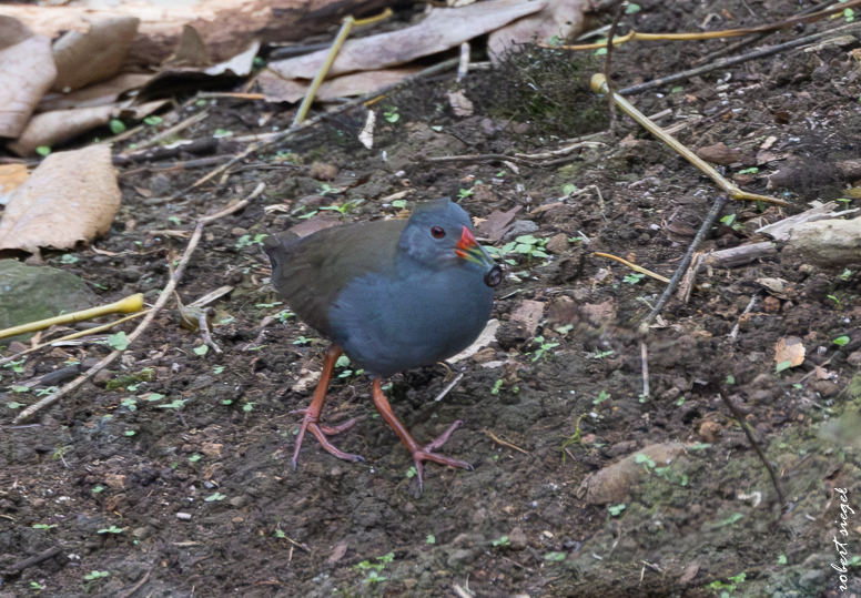 galapagos